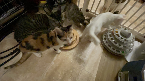 おきなわ美ら猫譲渡会♡天白区♡茶トラ☆シャム系☆フワフワ祭り