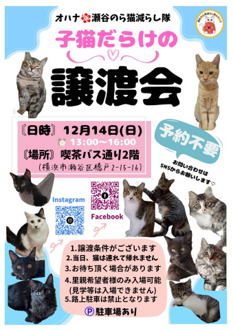 子猫だらけの譲渡会