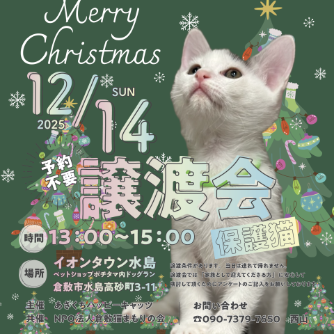保護猫譲渡会（予約不要）
