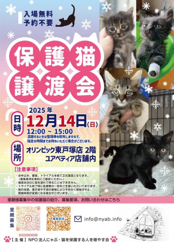 にゃぶ東戸塚オリンピック猫の譲渡会