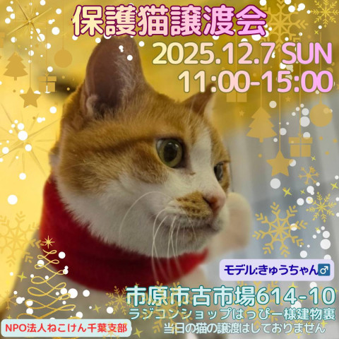 NPO法人ねこけん 千葉支部 譲渡会