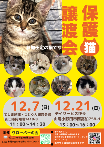 クローバーの会保護猫譲渡会