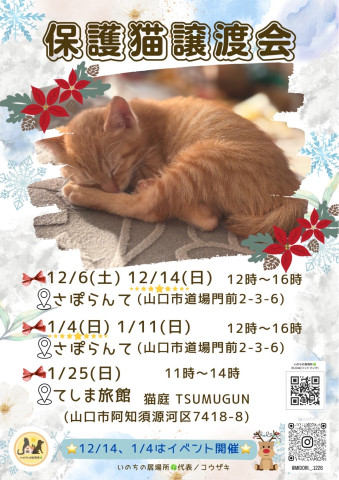 保護猫譲渡会in阿知須猫庭つむぐん