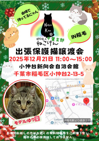 NPO法人ねこけん 千葉支部 譲渡会