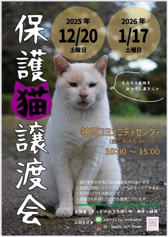 保護猫　譲渡会
