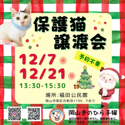 保護猫譲渡会