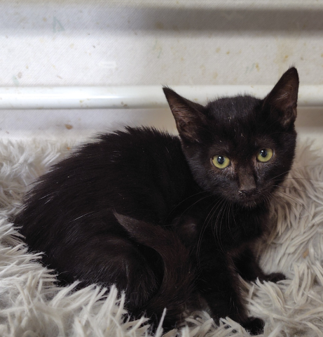 古河猫譲渡会(=^・・^=)