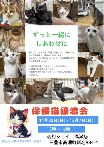 保護猫譲渡会