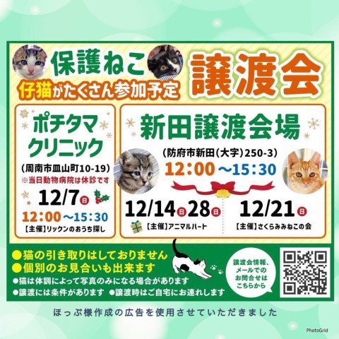 保護ねこ譲渡会
