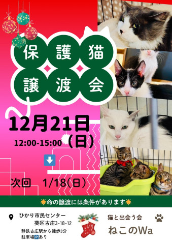ねこのWa譲渡会　静岡市葵区