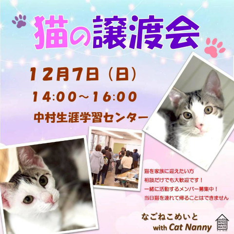 【名古屋市】中村譲渡会　なごねこめいと