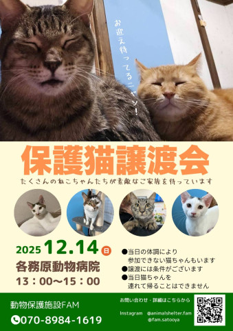保護猫譲渡会　岐阜各務原