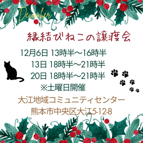 縁結び  保護猫譲渡会