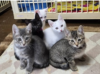 待ちねこ譲渡会　