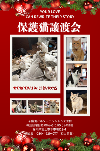 保護猫譲渡会