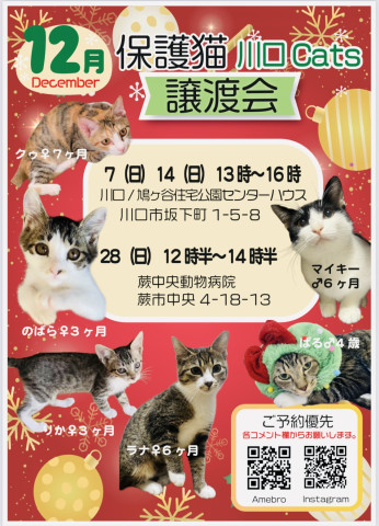 川口Cats保護猫譲渡会