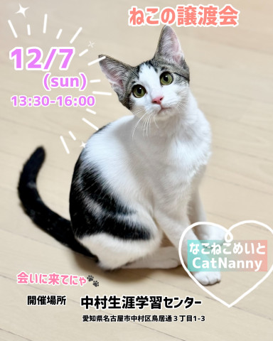 可愛いにゃんこの譲渡会