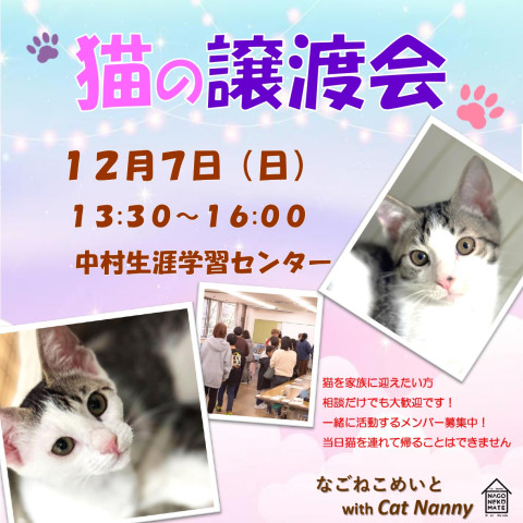 名古屋　猫の譲渡会