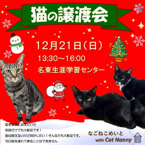 名古屋　猫の譲渡会