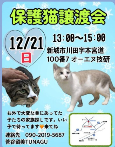 保護猫譲渡会　新城市TUNAGU