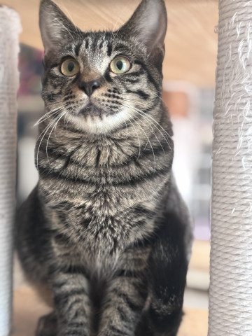 保護猫カフェwish（譲渡型）