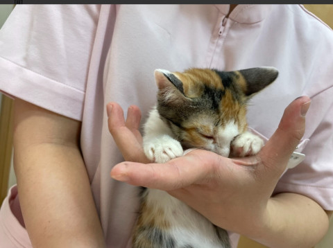 おきなわ美ら猫譲渡会♡天白区