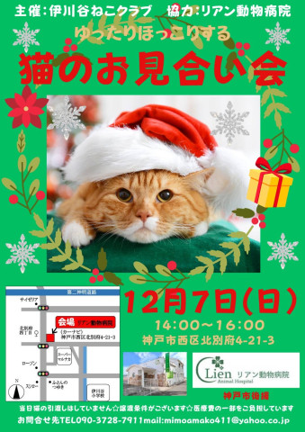 ゆったりほっこり猫のお見合い会