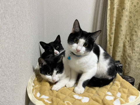 in江南市☆クリスマス☆保護猫達をオウチに迎えよう☆2025年12月14日（日）～ 非営利団体「ちーむ にゃいんず」