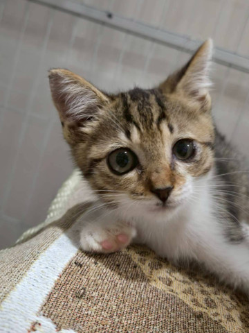 in名古屋市☆クリスマス☆保護猫達をオウチに迎えよう☆2025年12月14日（日）～ 非営利団体「ちーむ にゃいんず」