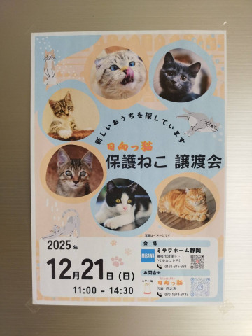 日向っ猫譲渡会inミサワホーム静岡藤枝