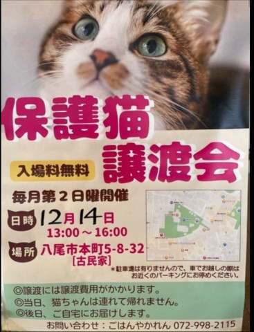 保護ねこ譲渡会