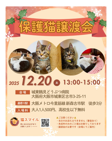 ねこの譲渡会＠大阪市