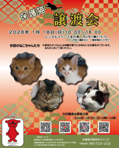 市川市地域猫活動団体ウイング譲渡会