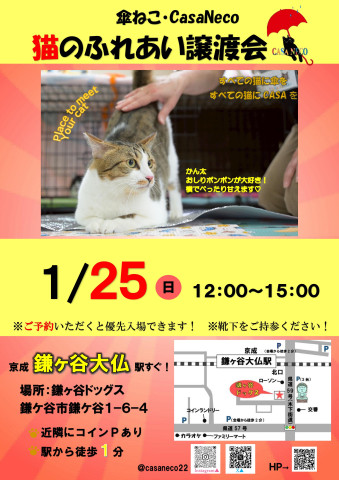 傘ねこふれあい譲渡会Vol34@鎌ヶ谷 - 猫の譲渡会掲示板
