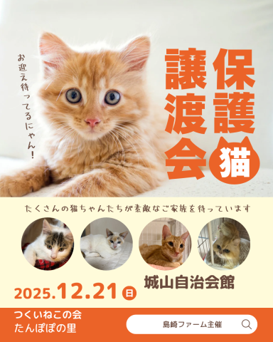 猫の譲渡会