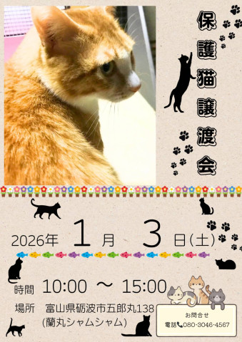 保護猫譲渡会