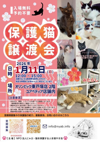 にゃぶ東戸塚オリンピック猫の譲渡会