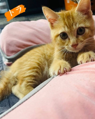 in江南市☆年末～子猫もいます！☆2025年12月28日（日）～ 非営利団体「ちーむ にゃいんず」