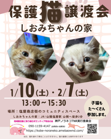 猫のお見合い会　しおみちゃんの家