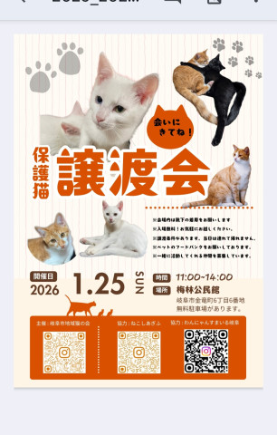 岐阜市保護猫  譲渡会