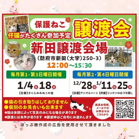 保護ねこ譲渡会