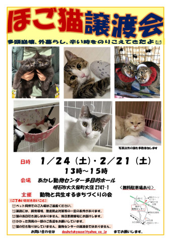 ほご猫譲渡会　IN　明石
