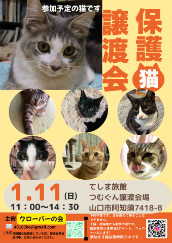クローバーの会保護猫譲渡会