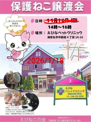 保護ねこ譲渡会@海老名