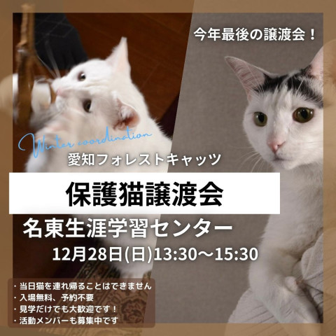 保護猫譲渡会　名古屋