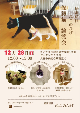秘密結社ねこのひげ♡保護猫譲渡会