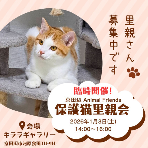 京田辺市：保護猫の里親会（譲渡会）