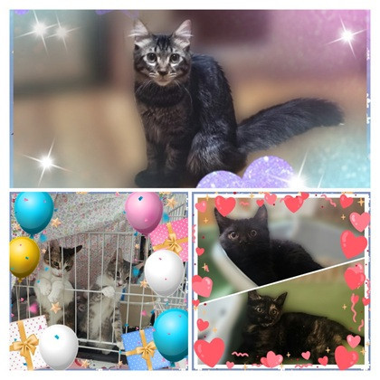 保護ニャンコの譲渡会ｂｙ静岡市清水区