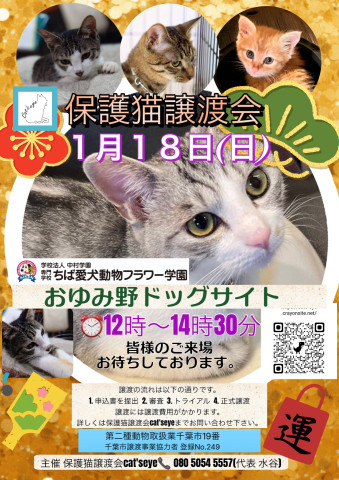 保護猫譲渡会Cat'seye