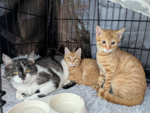 in岡崎市☆初ねこ☆保護猫達を暖かいオウチに迎えよう☆2026年1月4日（日）～ 非営利団体「ちーむ にゃいんず」